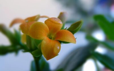 Kocanka co to za roślina i gdzie można ją spotkać?