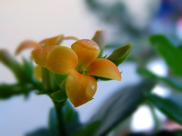 Kocanka co to za roślina i gdzie można ją spotkać?