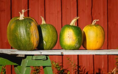 Czy zielone dynie są jadalne?