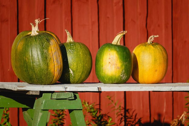 Czy zielone dynie są jadalne?